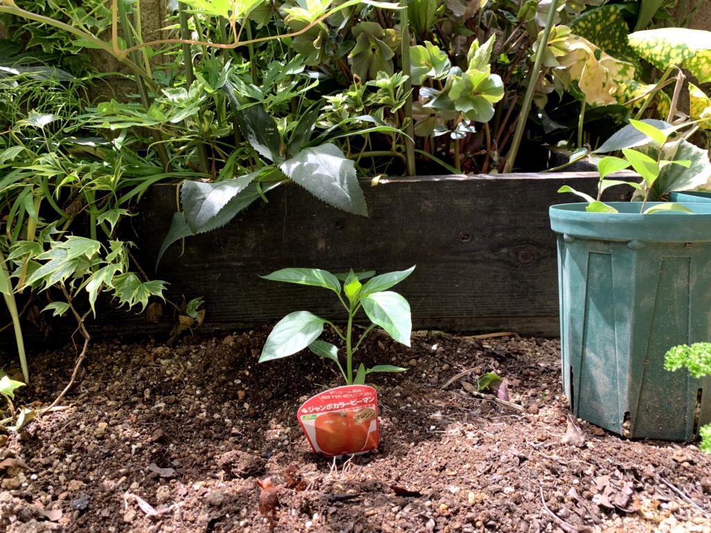 ピーマン植え付け