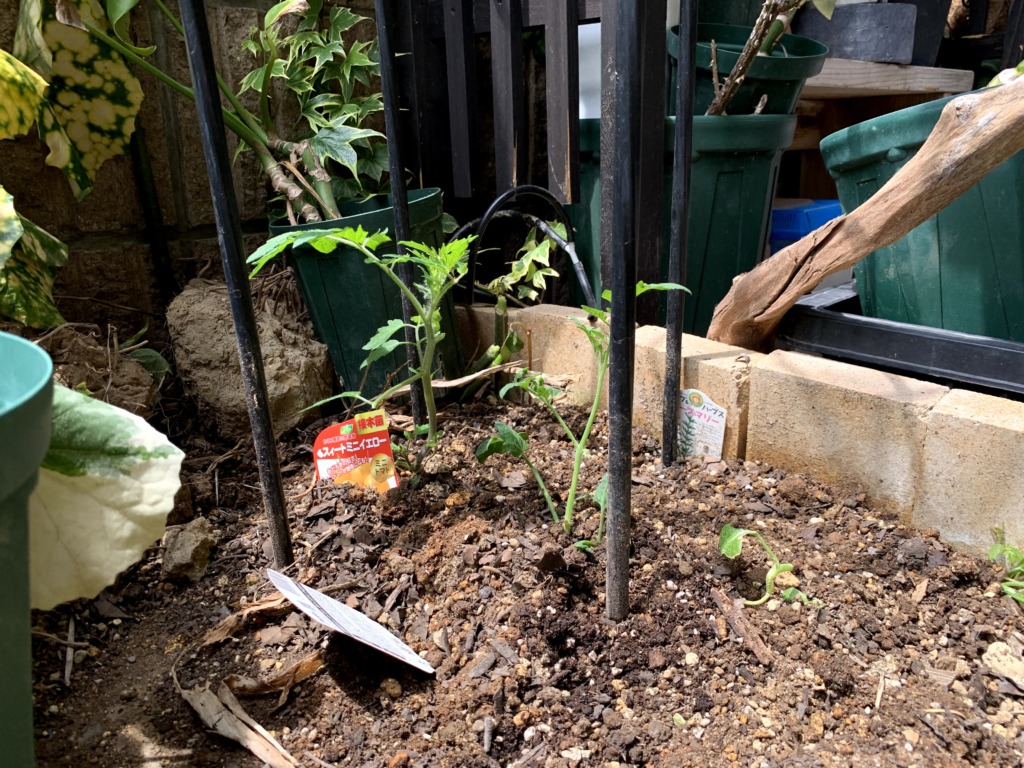 ミニトマト植え付け